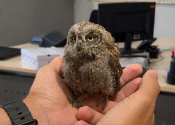 Un mochuelo herido tras el ataque de una urraca es rescatado por un vecino y la Policía Local en Alcalá