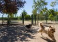 ¿Dónde puede correr tu perro suelto en Alcalá? Zonas caninas y parques