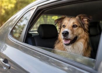 La nueva ola de calor reabre el riesgo para los perros: el asfalto y el coche pueden convertirse en una urgencia 4 La nueva ola de calor reabre el riesgo para los perros: el asfalto y el coche pueden convertirse en una urgencia