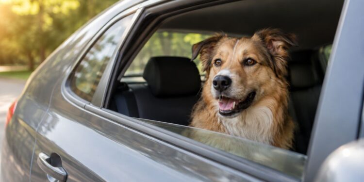 La nueva ola de calor reabre el riesgo para los perros: el asfalto y el coche pueden convertirse en una urgencia 1 perro coche