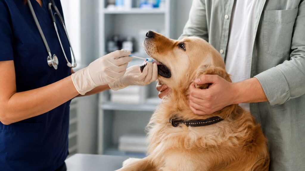 Cómo registrar a un perro en el censo canino por ADN obligatorio de Alcalá 1 censo canino