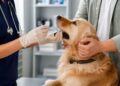 Cómo registrar a un perro en el censo canino por ADN obligatorio de Alcalá