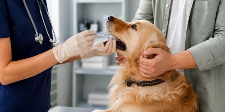 censo canino