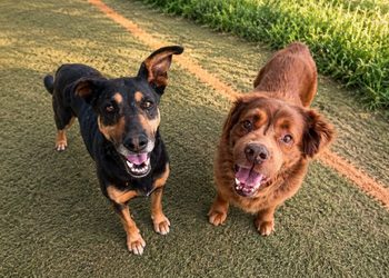 APAP Alcalá abre sus puertas en septiembre para buscar socios, padrinos y familias para sus perros 2 APAP Alcalá abre sus puertas en septiembre para buscar socios, padrinos y familias para sus perros