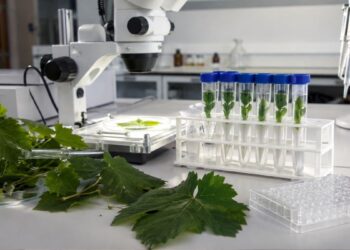 El Encín logra la primera acreditación española para identificar variedades de vid mediante análisis de ADN 2 El Encín logra la primera acreditación española para identificar variedades de vid mediante análisis de ADN