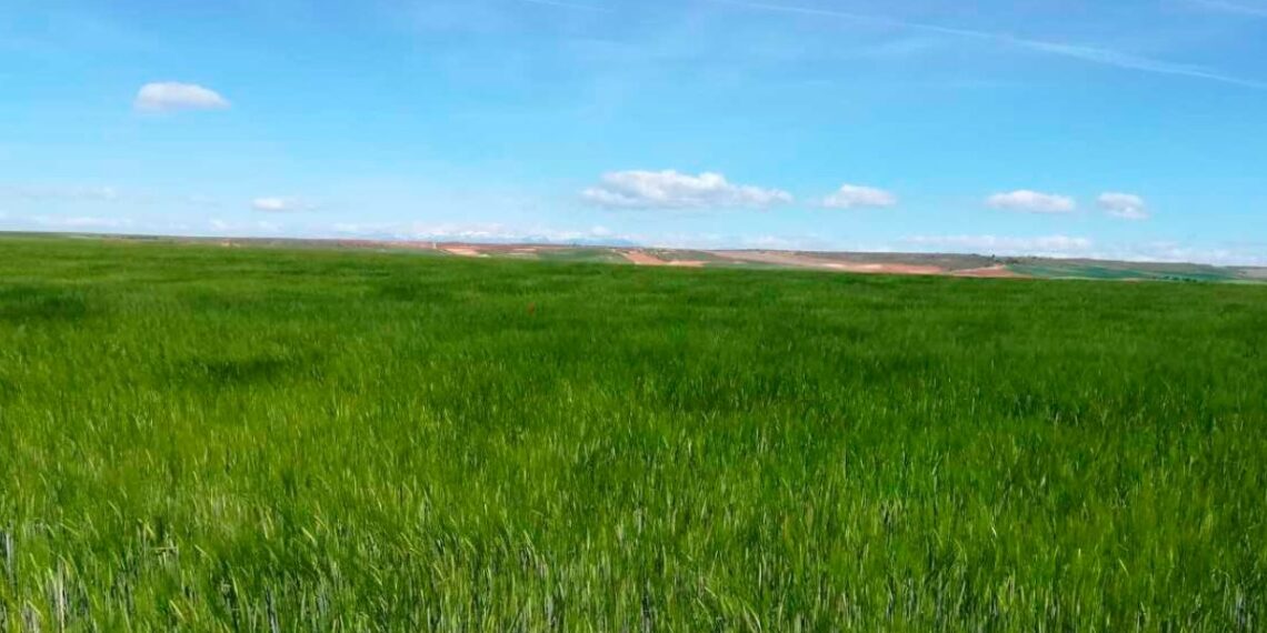 La Ruta de los Descansaderos recorrerá caminos ganaderos y la estepa cerealista del norte de Alcalá 1 Foto: Ayuntamiento de Alcalá
