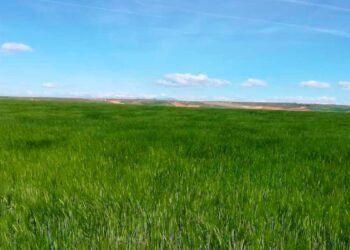 La Ruta de los Descansaderos recorrerá caminos ganaderos y la estepa cerealista del norte de Alcalá