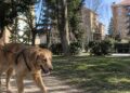 Alertan de cebos con raticida en Ciudad del Aire tras la muerte de al menos dos perros