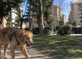 Alertan de cebos con raticida en Ciudad del Aire tras la muerte de al menos dos perros