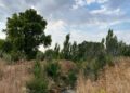 El Gran Parque de los Espartales protagoniza dos paseos guiados para conocer mejor sus valores ambientales