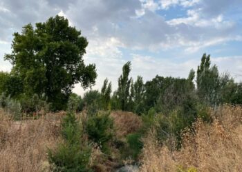El Gran Parque de los Espartales protagoniza dos paseos guiados para conocer mejor sus valores ambientales