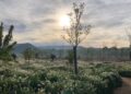La Isla del Colegio tendrá un paseo ambiental guiado para descubrir uno de los parques de Alcalá
