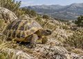 Un estudio con participación de la UAH revela que la tortuga mediterránea vivió a 1.100 metros en Guadarrama 8 Un estudio con participación de la UAH revela que la tortuga mediterránea vivió a 1.100 metros en Guadarrama