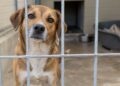 El centro de protección animal de Alcalá abrirá sus puertas este sábado para acercar las adopciones a los vecinos 8 El centro de protección animal de Alcalá abrirá sus puertas este sábado para acercar las adopciones a los vecinos