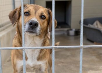 El centro de protección animal de Alcalá abrirá sus puertas este sábado para acercar las adopciones a los vecinos 2 El centro de protección animal de Alcalá abrirá sus puertas este sábado para acercar las adopciones a los vecinos
