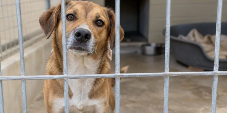 El centro de proteccion animal