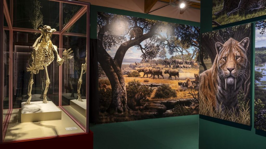 La exposición de dientes de sable de Alcalá se prorroga hasta enero de 2027 tras superar los 82.000 visitantes 1 exposicion dientes de sable