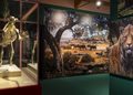 La exposición de dientes de sable de Alcalá se prorroga hasta enero de 2027 tras superar los 82.000 visitantes