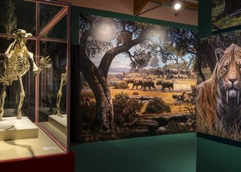 La exposición de dientes de sable de Alcalá se prorroga hasta enero de 2027 tras superar los 82.000 visitantes