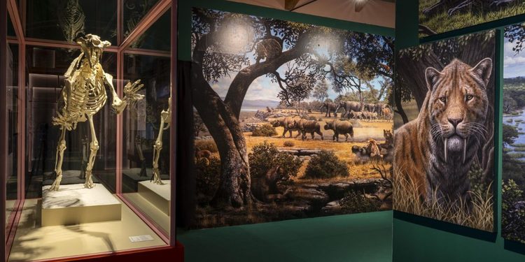 exposicion dientes de sable