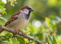 El Jardín Botánico de la UAH entra en la nueva red madrileña de observatorios de fauna