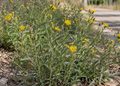 Un botánico de la Universidad de Alcalá alerta de la expansión de una planta invasora y tóxica en la ciudad