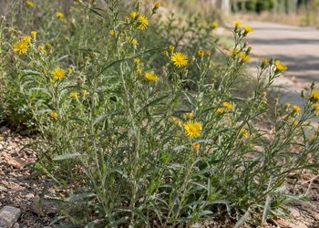 Un botánico de la Universidad de Alcalá alerta de la expansión de una planta invasora y tóxica en la ciudad