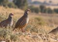 La Justicia suspende la caza de nueve especies de aves en Alcalá y el resto de la Comunidad de Madrid